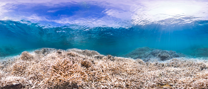 Illustration for article titled This is What a Mass Die-off of Earth's Coral Reefs Looks Like